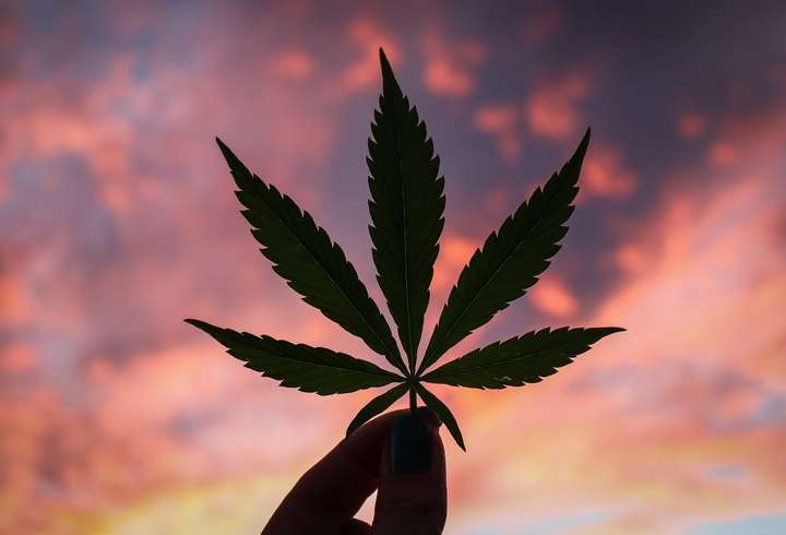 marijuana leaf