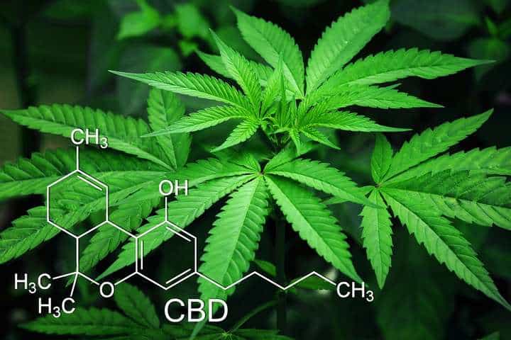 cannabis and cbd formula