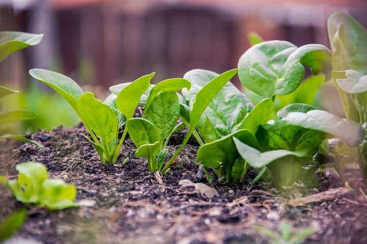 growing vegetables