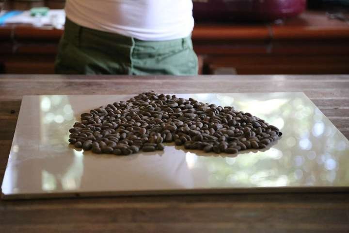 cacao beans