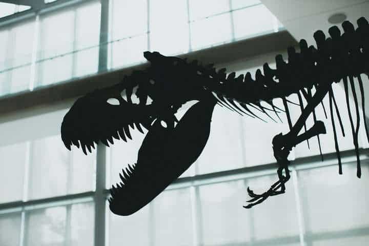 dinosaur skeleton