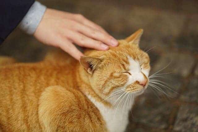petting cat